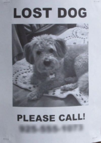 Dogs missing near best sale me